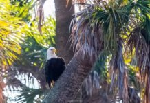 Bald Eagles: Thriving at home in Beaufort Bald Eagles: Thriving at home in Beaufort