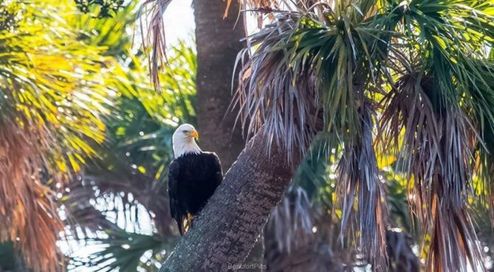 Bald Eagles: Thriving at home in Beaufort