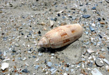 The Lettered Olive: State shell of South Carolina