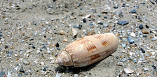 The Lettered Olive: State shell of South Carolina