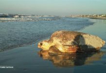 Sea turtle nesting season off to a good start in Beaufort