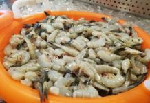 2020 shrimping season opens today in S.C. waters 2020 shrimping season opens today in S.C. waters