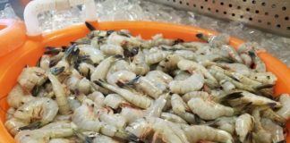 2020 shrimping season opens today in S.C. waters 2020 shrimping season opens today in S.C. waters