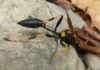 Mud Daubers: The Lowcountry’s misunderstood wasp Mud Daubers: The Lowcountry's misunderstood wasp