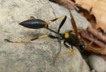 Mud Daubers: The Lowcountry’s misunderstood wasp Mud Daubers: The Lowcountry's misunderstood wasp