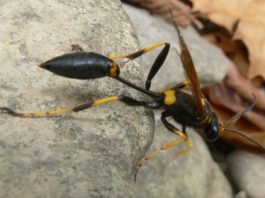 Mud Daubers: The Lowcountry’s misunderstood wasp Mud Daubers: The Lowcountry's misunderstood wasp