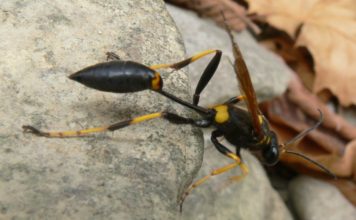 Mud Daubers: The Lowcountry’s misunderstood wasp Mud Daubers: The Lowcountry's misunderstood wasp
