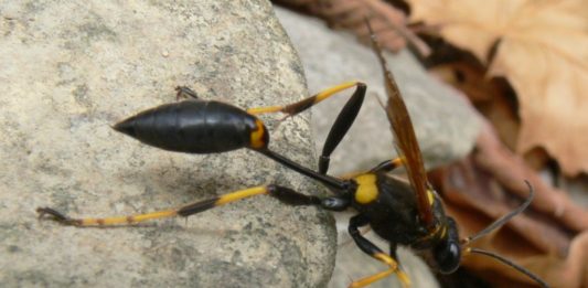 Mud Daubers: The Lowcountry’s misunderstood wasp Mud Daubers: The Lowcountry's misunderstood wasp