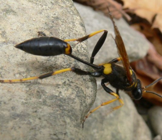 Mud Daubers: The Lowcountry’s misunderstood wasp Mud Daubers: The Lowcountry's misunderstood wasp