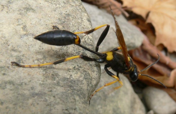 Mud Daubers: The Lowcountry's misunderstood wasp
