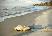 Sea turtle season coming on strong at local Beaufort beaches Sea turtle season coming on strong at local Beaufort beaches