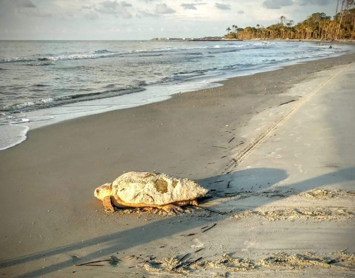 Sea turtle season coming on strong at local Beaufort beaches