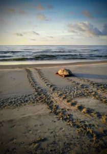 Sea turtle season coming on strong at local Beaufort beaches