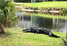 Okatie woman attacked by gator over weekend Okatie woman attacked by gator over weekend