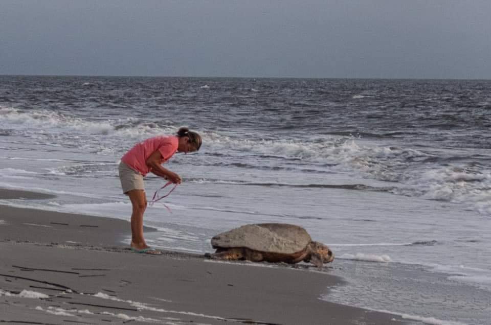 Another good sea turtle nesting season on Beaufort's sea islands