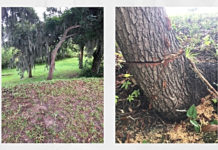 Live oak tree vandalized on Bay Street in Beaufort Live oak tree vandalized on Bay Street in Beaufort