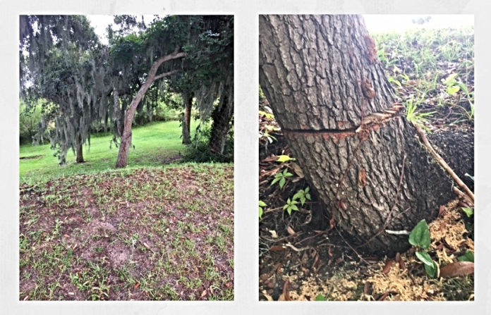 Live oak tree vandalized on Bay Street in Beaufort