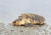 Another good sea turtle nesting season on Beaufort’s beaches Another successful sea turtle nesting season on sea islands