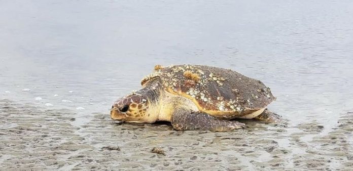 Another successful sea turtle nesting season on sea islands