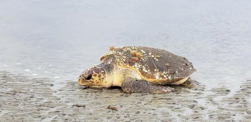 Another good sea turtle nesting season on Beaufort's beaches - Explore ...