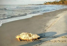 Sea Turtles Everywhere: Hunting Island records 100th nest of season