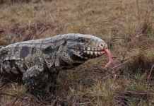 Invasive tegu lizard now spotted in South Carolina Invasive tegu lizard now spotted in South Carolina