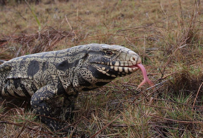 Invasive tegu lizard now spotted in South Carolina
