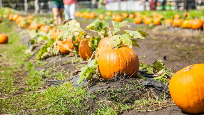 Holiday Farms to kick off season October 2nd