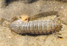 The Mantis Shrimp: Savage boxer of the sea The Mantis Shrimp: Savage boxer of the sea
