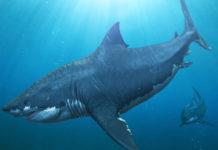 Scientists establish true size of ancient Megalodon