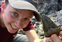 Ancient megashark nursery discovered in Lowcountry Ancient megashark nursery discovered in Lowcountry