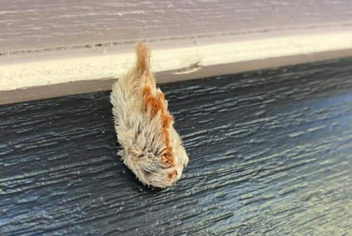 Venomous, toxic puss caterpillar spotted in Beaufort