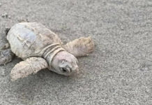 Rare white sea turtle found on Lowcountry beach Rare white sea turtle found on Lowcountry beach