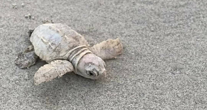 Rare white sea turtle found on Lowcountry beach