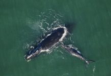 Four right whales spotted along coast Four right whales spotted along coast
