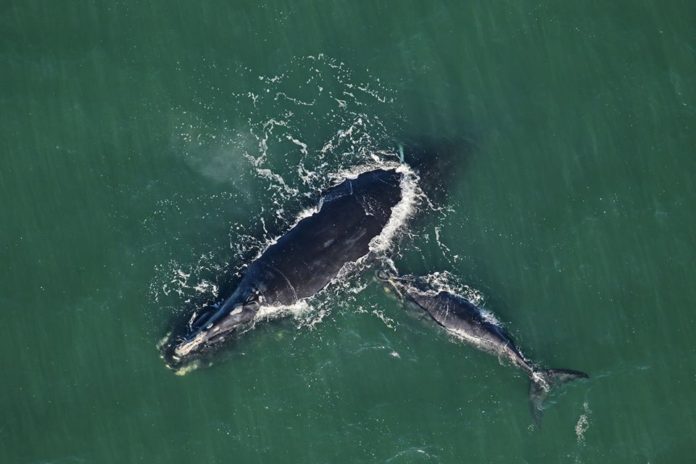 Four right whales spotted along coast