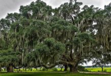 Whitehall subdivision plan moves forward on Lady’s Island