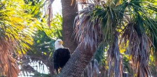 January is National Bald Eagle Month January is National Bald Eagle Month