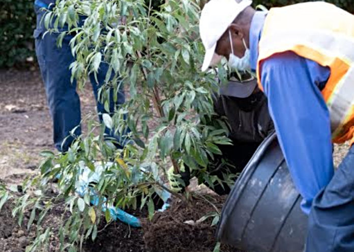 Keeping It Green: Beaufort adopts tree planting initiative