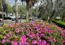 Blooming Azaleas: A sure sign of spring in Beaufort SC Blooming Azaleas: A sure sign of spring in Beaufort SC