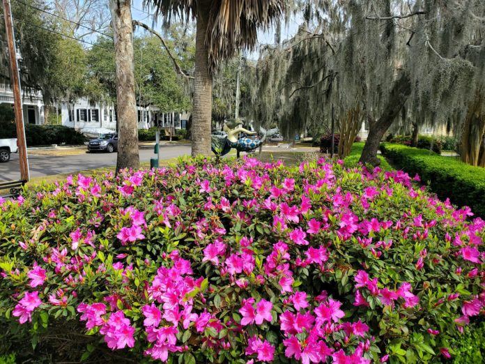 Blooming Azaleas: A sure sign of spring in Beaufort SC