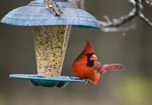 SCDNR: Remove bird feeders until early April SCDNR: Remove bird feeders until early April