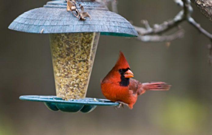 SCDNR: Remove bird feeders until early April