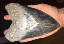 Massive 3 pound megalodon tooth discovered in Lowcountry