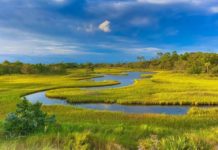 11 Facts about salt marshes and why they need protected 11 Facts about salt marshes and why they need protected