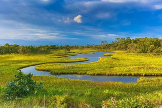 11 Facts about salt marshes and why they need protected - Explore