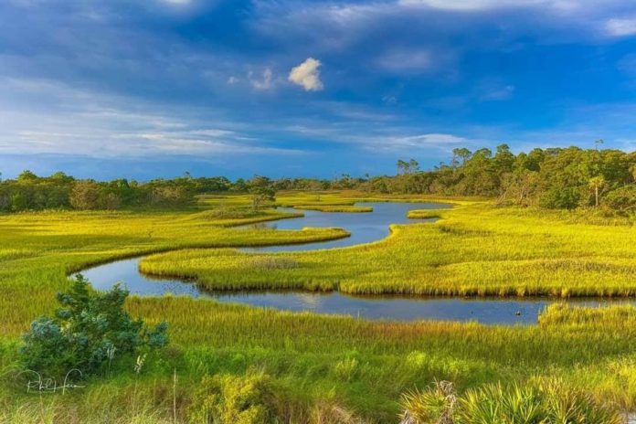 11 Facts about salt marshes and why they need protected