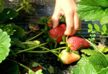 A trip to Dempsey Farms is a springtime treat A trip to Dempsey Farms is a springtime treat