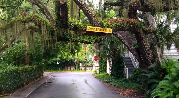 Explore the quirky side of Beaufort SC
