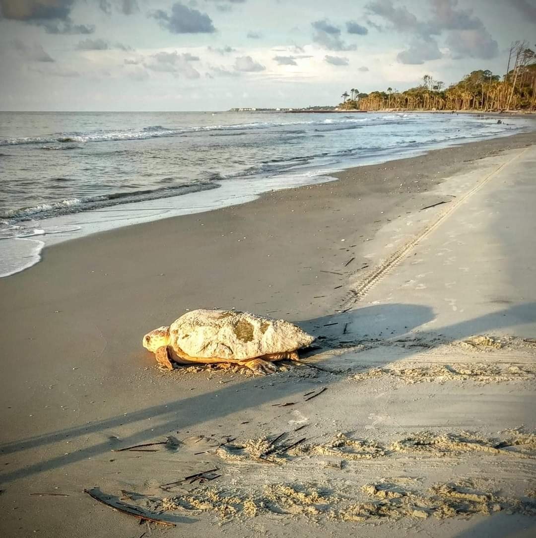 The beauty of camping at Hunting Island